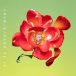 あいみょん - 愛の花
